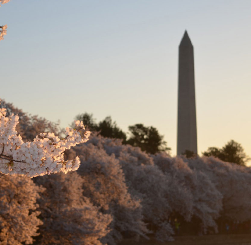 An image of cherry blossoms in front of the Washington Monument.